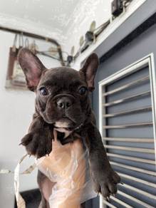 French bull dog brindle