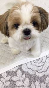 J3164 Button-nosed Shih Tzu Cute And Adorable Litt