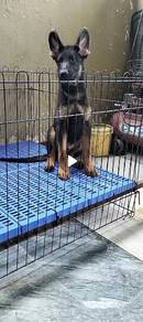 male German shepherd puppy 