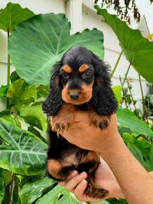 Cocker Spaniel Male Puppy