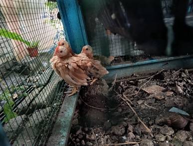 Ayam Serama 