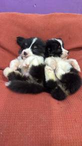 Corgi tri color make and female