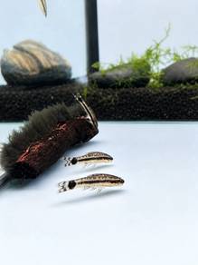 Otocinclus Catfish / Otocinclus Vittatus