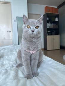 kitten British lilac