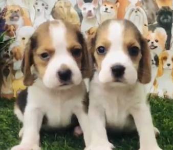 Beagle female pup