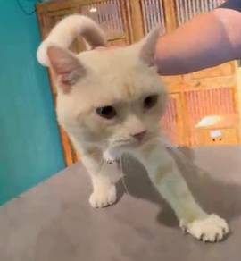 American Shorthair Cream Color (Pure Breed)