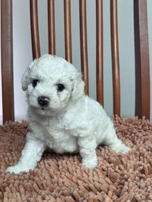Bichon