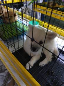 Pure Breed Pomeranian (Male) OFFER 纯种博美 换毛期 男生