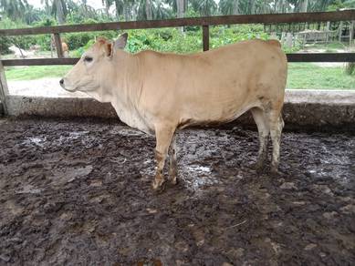 anak lembu Charolais cross