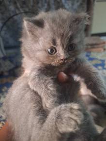 Anak Kucing BSH