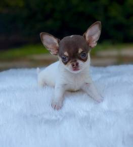 Adorable Chihuahua Puppies Available