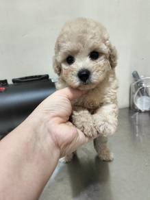 Tiny Poodle