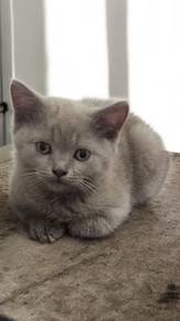British shorthair 