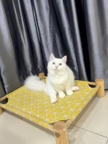 Minuet Napoleon kitten