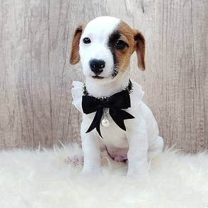 Jack Russell