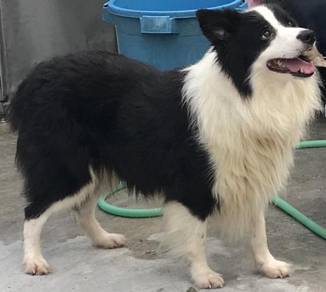 Border collie male for stud service NOT FOR SALE