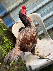ayam Pama bulu betina