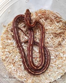 Corn Snake
