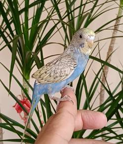 Budgie JINAK 