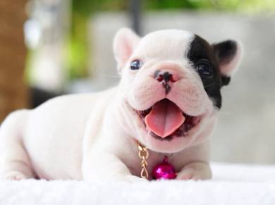 FRENCH BULLDOG PUPPIES VIP31🌻Cute Puppy