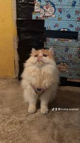 Kucing Flat Face DLH
