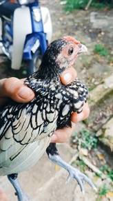 ayam bantam silver