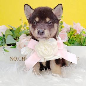 Shiba