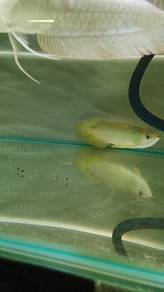 malaysia golden arowana