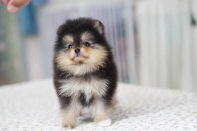 Pomeranian puppies MKA pedigree 