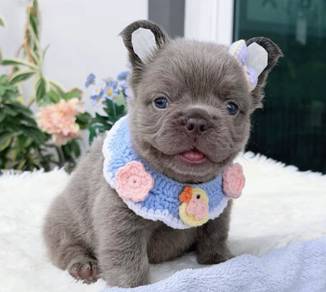 FRENCH BULLDOG PUPPIES 🌻VIP125 Long Fur / Girl