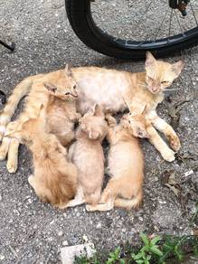 kucing free untuk di adopt 