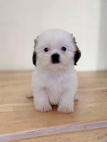 Shih Tzu puppies female offer KL free delivery