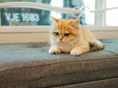 BSH British Shorthair Kitten Female - Anzu