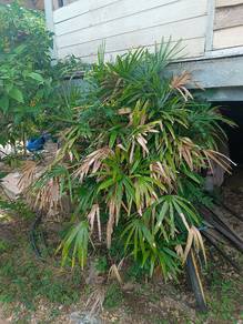 pokok rafis multifida