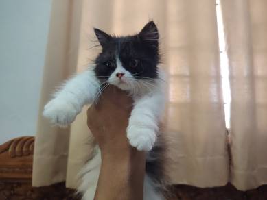 Non standard munchkin 