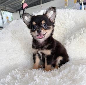 CHIHUAHUA PUPPIES T155🌷 Head Apple Female