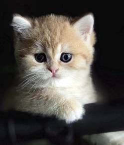 BSH kitten