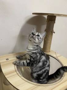 American short hair kitten