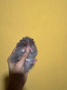 hamster bigbone 