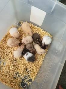 Syrian hamster
