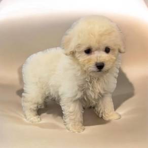 Poodle cream n white