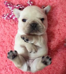 French Bulldog