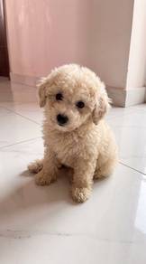 toy poodle puppy