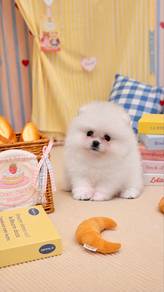 Teddy bear face Pomeranian baby boy