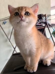 BSH NY11 golden female