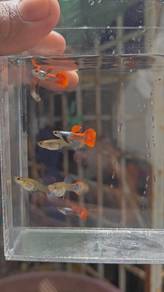 ikan guppy 