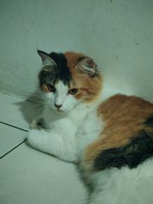 Cat for Adopt