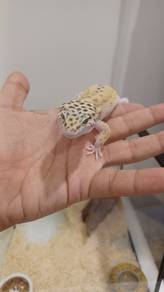 1 Year Old Male Leopard Gecko + Complete Setup