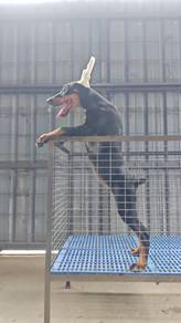 MKA USA line Doberman Female 0407A