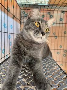 Nama : Mochi. Umur :  1 tahun 5 bulan